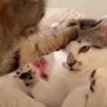 先輩猫相手に何もできなかった子猫が……1年後に見せた『まさかの行動』が笑…