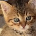 子猫の『初めてのトイレ』を見た結果…完全に予想外な『まさかの姿勢』…
