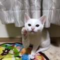 猫は芸を覚えることができる？教え方やコツについて