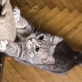 猫の爪とぎでよく被害にあうモノ６つ