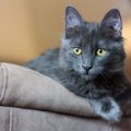 【獣医師監修】ネベロングは飼いやすい？猫種の性格や飼う前の注意点・価…