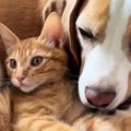 側溝から助け出された子猫→優しい先住犬と暮らし始めて2か月…微笑ましい『…