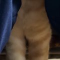 娘の膝の間でくつろぐ猫…『とんでもない光景』に爆笑する人が続出「リラッ…