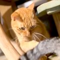 朝４時、しっぽで妹猫と遊んであげる猫→６年前を見てみると…あまりに…