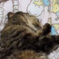 寝ようと思って布団に行ったら、『猫』が……あまりにも無防備すぎる様子に…