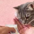 『おやつがもらえると思った猫』まんまと騙されて…まさかの"表情…