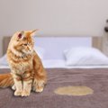 猫が『布団に粗相』してしまう理由5選　ニオイを取り除く方法や再発防…