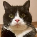 『前足の色が左右で違う猫』の理由……飼い主さんによる『コメント』と…