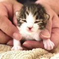 『30℃を超える炎天下』の中、まだ目も開いていない赤ちゃん猫と出会っ…