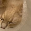 『猫の毛』の掃除に役立つ便利アイテム5選