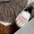 一緒に寝ている2匹の猫を見たら、しっぽが…『とんでもない寝姿』に爆笑す…
