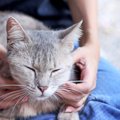 猫とのスキンシップで気付ける『健康チェック法』4つ　異変を見逃さないた…