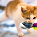 トレーニングの必要なし！猫は自分から飼い主を「取って来い遊び」に…