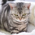 猫が『頼りにならない』と感じる人の特徴3つ　愛猫を失望させる理由や頼ら…