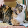 猫が『おしりトントン』でうっとりする理由3選　要求してくるのはなぜ？応…