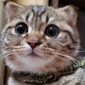 猫が人の言葉を理解してると思う瞬間２つ