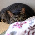 『隠れている猫』にやってはいけない禁止事項3つ　身を潜めている猫の…