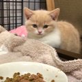  頑なにご飯を拒否する子猫ちゃん。アレンジごはん果たして食べてくれ…