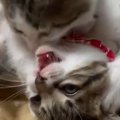 猫用こたつの上で子猫のきょうだいが『ニャンプロ』した結果…微笑まし…