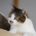 猫は『新しいもの』を好んでいるの？3つの心理から飼い主が注意すべき…