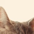 猫の耳には心地よい『人の声』の特徴3選　耳が良い猫だけに、しゃべり方や…