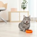 猫がキャットフードにすぐ飽きてしまう３つの理由と対策