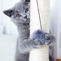 構って！子猫が遊びたい時にする4つのしぐさ