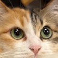 ネコの『おしり』を拭こうとしたら…あまりにも協力的すぎる『まさかの…
