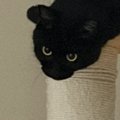 キャットタワーの上にいる黒猫を見たら…もはや別の生き物のような『まさか…