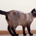 猫が呼びかけに『しっぽだけで応える』5つの意味　そっけないようで、ちゃ…