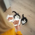 愛猫を短命にしかねない『NGなご飯の与え方』3選　正しい食事のポイントも…