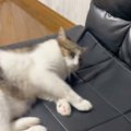 ソファーに横になろうとして滑り落ちた猫→次の瞬間…まさかの反応が138…