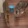 おかえりー！3日ぶりの飼い主さん帰宅に、猫ちゃん大歓喜♡