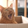 猫の『異常を知らせる危険な鳴き方』5選　スルー厳禁の、痛みや不調を…