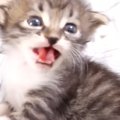 ミルクを待ちきれない『赤ちゃん猫』…とんでもなく尊い『全力アピール』に…