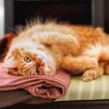脱いだそばから…なぜ？愛猫が『飼い主さんの洋服に乗りたがる』4つのワケ