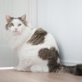 猫が『ドアの下』から手を入れたがる3つの理由　どんな目的があるの？対応…