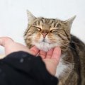 猫が心を開いた飼い主に表す愛情表現４つ