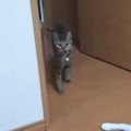 『なぜ？』猫が何かを持ってきたと思ったら…予想外すぎるものに"大爆…