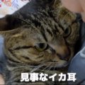 「お姉ちゃんが良いニャ」好きな人への態度が分かりやすい猫ちゃん