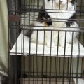 『あ、可愛い！』と思って『集合していた猫たち』を撮った結果…まさかの『…