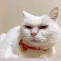 『11年飼われて、捨てられた老猫』処分寸前で保護→まさかの結末に『涙が止…