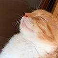 すやすやとお昼寝していた子猫→『まさかの場所』で…笑わずにはいられない…