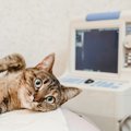 猫の『がん発症率』を高める要因5つと予防策