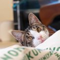 猫を絶対振り向かせることができる『魔法の言葉』6選　なかには苦手な…