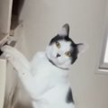 タンスを漁っていた猫→飼い主と目が合った次の瞬間…『まさかの展開』…