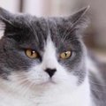 猫が『不満』を感じた時の仕草6つ　飼い主が出来る解消法とは？