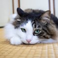 猫との暮らしで『和室』をきれいにキープするには？障子に畳…取るべき…