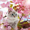 猫の命を危険にさらす『危ない春の花』3選　代表的な桃や桜は？