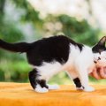 猫は『家族や自分の名前』を聞き分けられるの？　意外な研究結果や理解し…